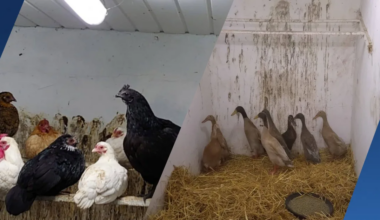 Tientallen ernstig verwaarloosde dieren opgevangen in Groningen