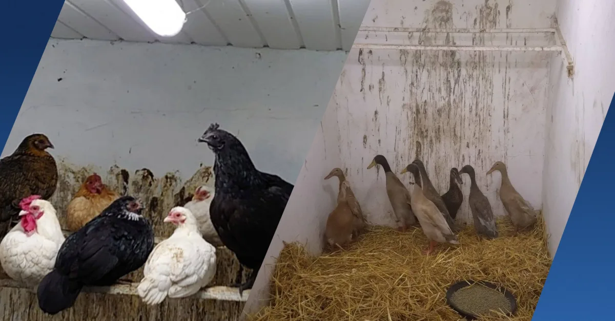 Tientallen ernstig verwaarloosde dieren opgevangen in Groningen