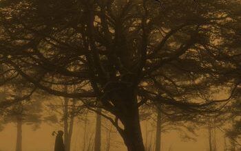 Ulvehyrde – Dødsdømt | Zware Metalen