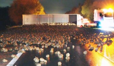 A28 vol met bieten na ongeluk met vrachtwagen, weg afgesloten