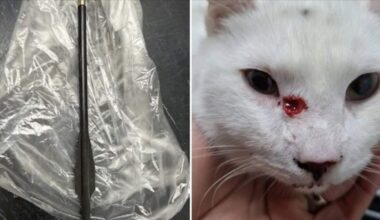 Het dierenziekenhuis in de Brabantse stad deelde deze beelden van de pijl en de gewonde kat.