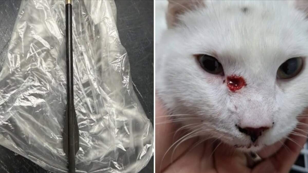 Het dierenziekenhuis in de Brabantse stad deelde deze beelden van de pijl en de gewonde kat.