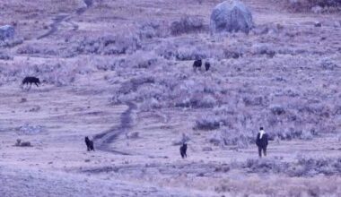 Omstanders zagen het van een afstand en legden de confrontatie vast, wat bizarre beelden opleverde.