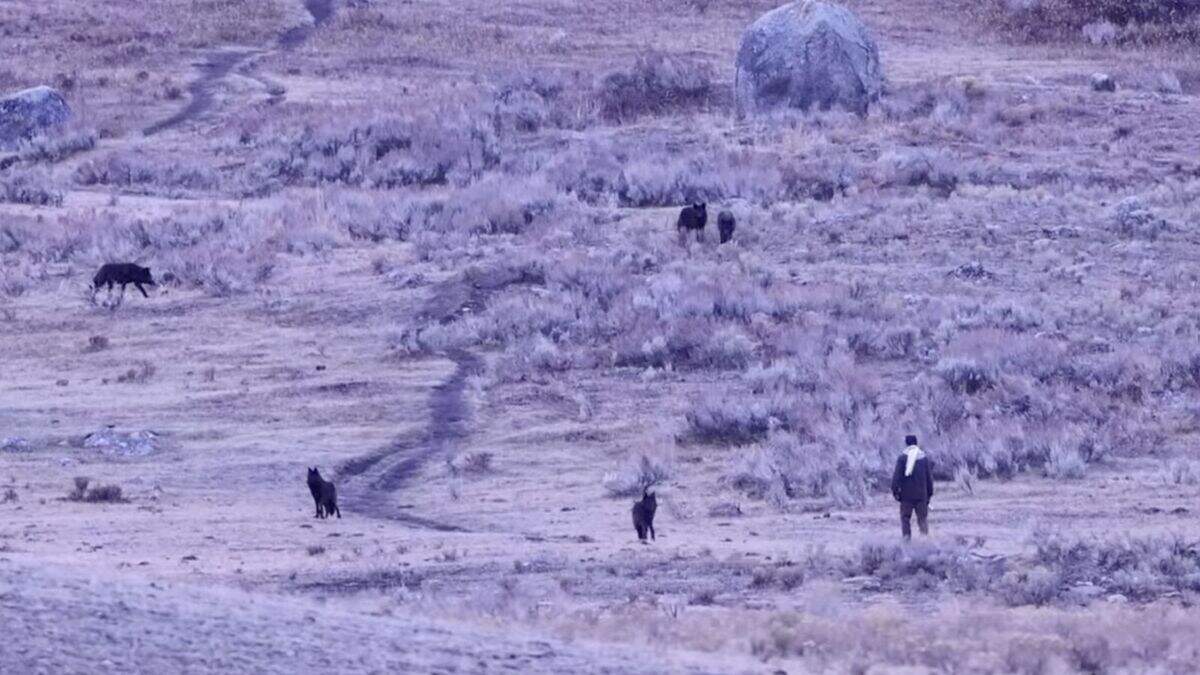 Omstanders zagen het van een afstand en legden de confrontatie vast, wat bizarre beelden opleverde.