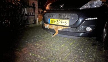 Marieke de Roos trof een levende vos aan in haar bumper.