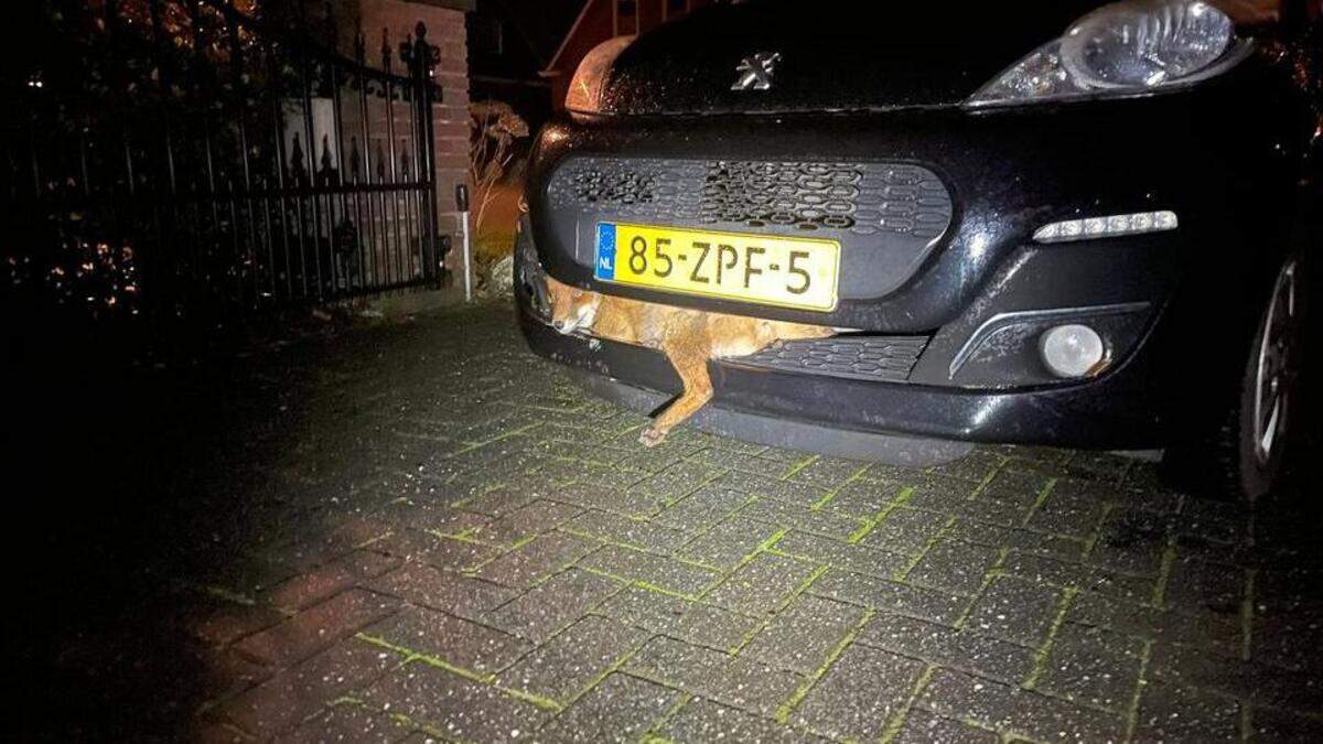 Marieke de Roos trof een levende vos aan in haar bumper.