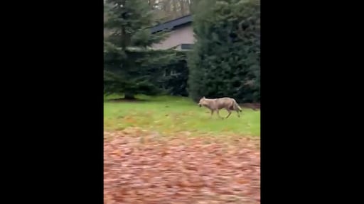 school houdt kinderen uit voorzorg binnen