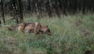 afschot Bram en Hubertus 'onuitvoerbaar'