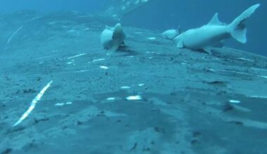 Zeldzame beelden tonen zuigvissen die meeliften op bultrugwalvissen voor een spectaculaire oceaanrit