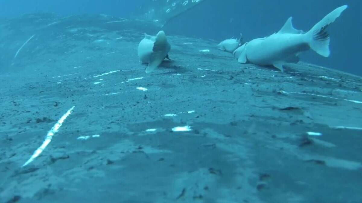 Zeldzame beelden tonen zuigvissen die meeliften op bultrugwalvissen voor een spectaculaire oceaanrit