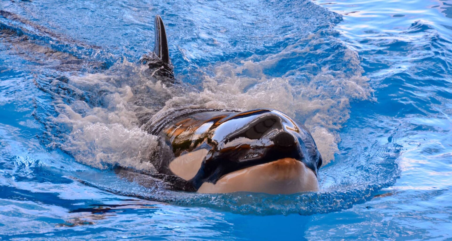 orka’s zien witte haaien inmiddels vooral als makkelijke snack