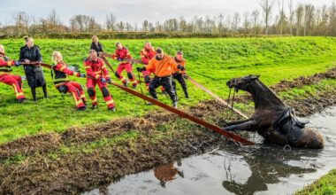 112-nieuws: Paard en ruiter vallen in sloot in Appingedam• Politie zoekt getuigen van explosie Veendam