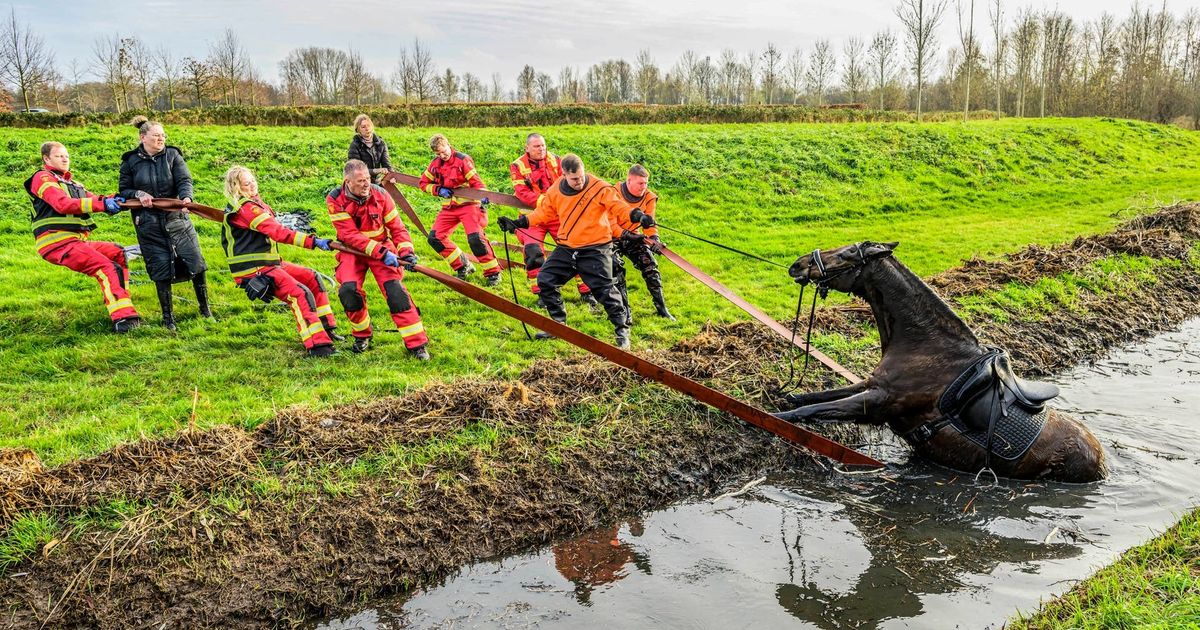 112-nieuws: Paard en ruiter vallen in sloot in Appingedam• Politie zoekt getuigen van explosie Veendam