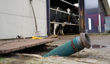 Implosie melkprijs legt een deksel op mestmarkt - Analyse Mest