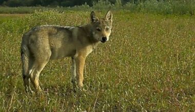 Wolf komt 'heel dicht bij' bezoekers Dwingelderveld, provincie kijkt naar maatregelen