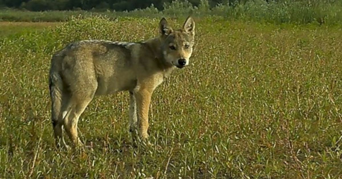 Wolf komt 'heel dicht bij' bezoekers Dwingelderveld, provincie kijkt naar maatregelen