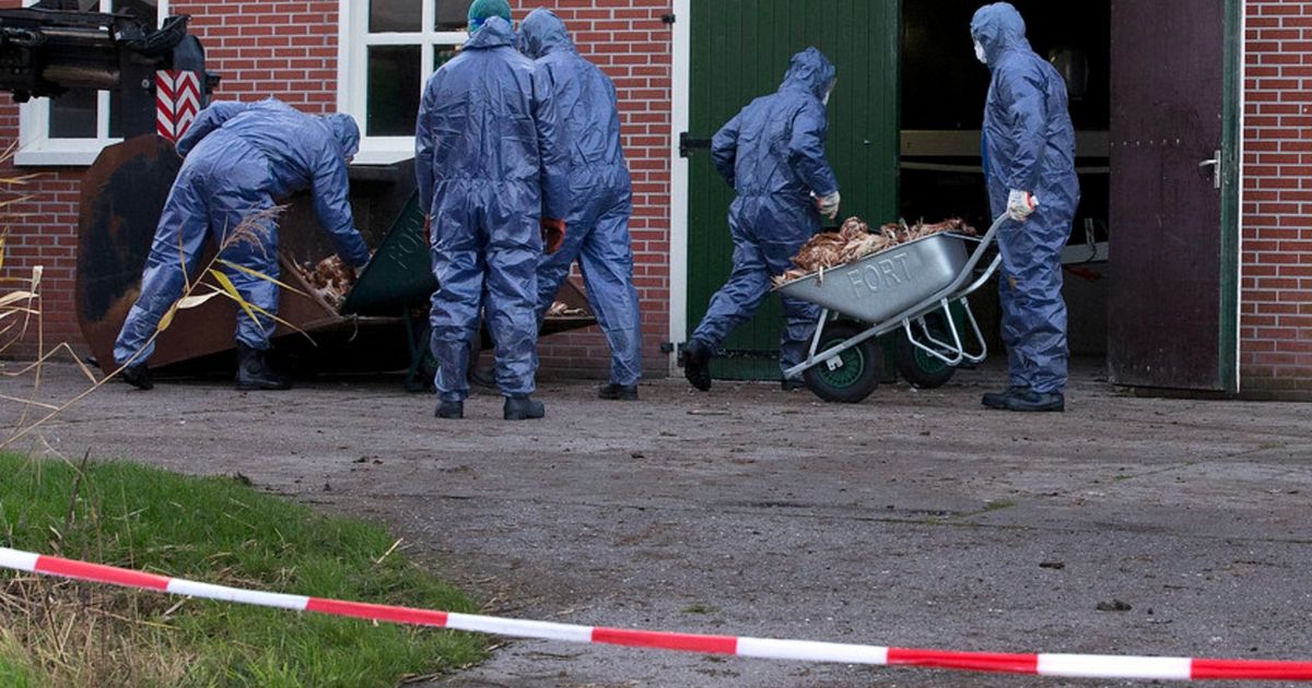 Dierenarts over uitbraken vogelgriep: ‘Het virus verspreidt zich razendsnel’