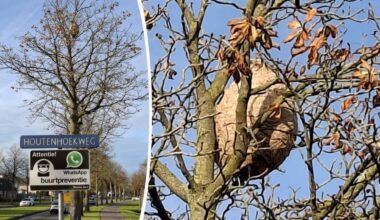 Het hoornaarnest (Foto: Roel Koopmans).