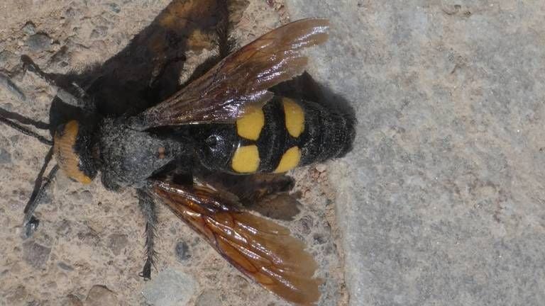 Een reuzendolkwesp foto Rien Franse