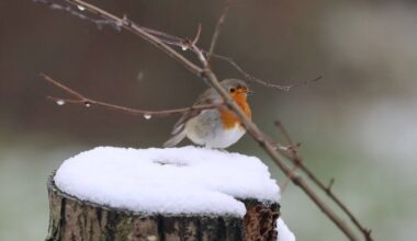 Koud weer is in zicht (archieffoto: Jan Roelof Middeldorp).