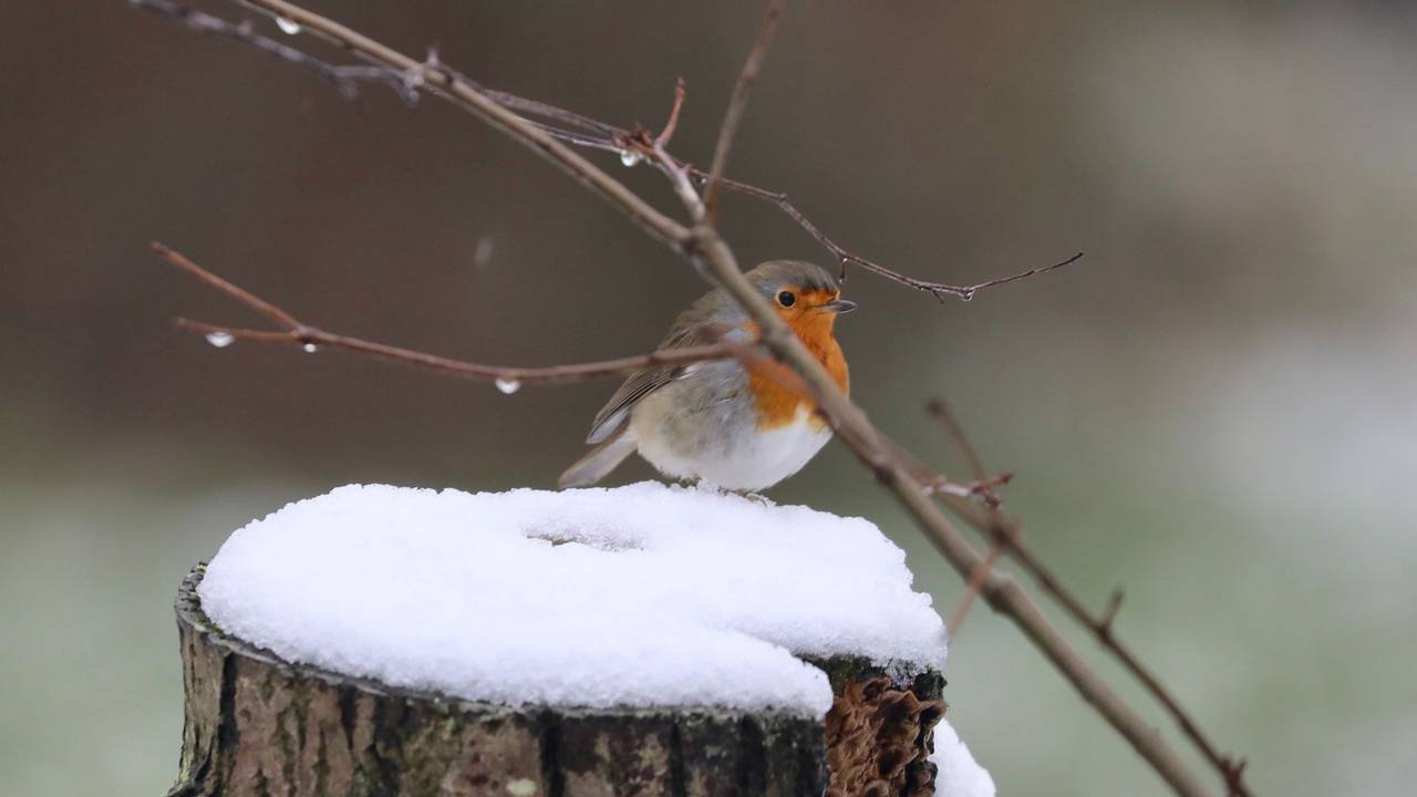 Koud weer is in zicht (archieffoto: Jan Roelof Middeldorp).