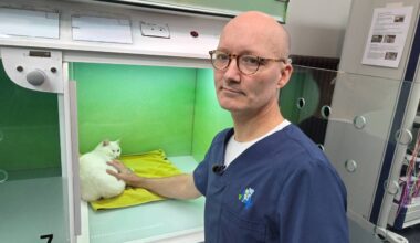 Kat Ie bij dierenarts Bernard Valkenburg (foto: Noël van Hooft).