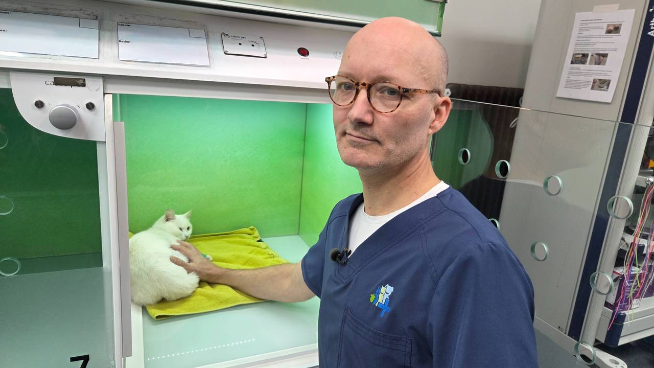 Kat Ie bij dierenarts Bernard Valkenburg (foto: Noël van Hooft).