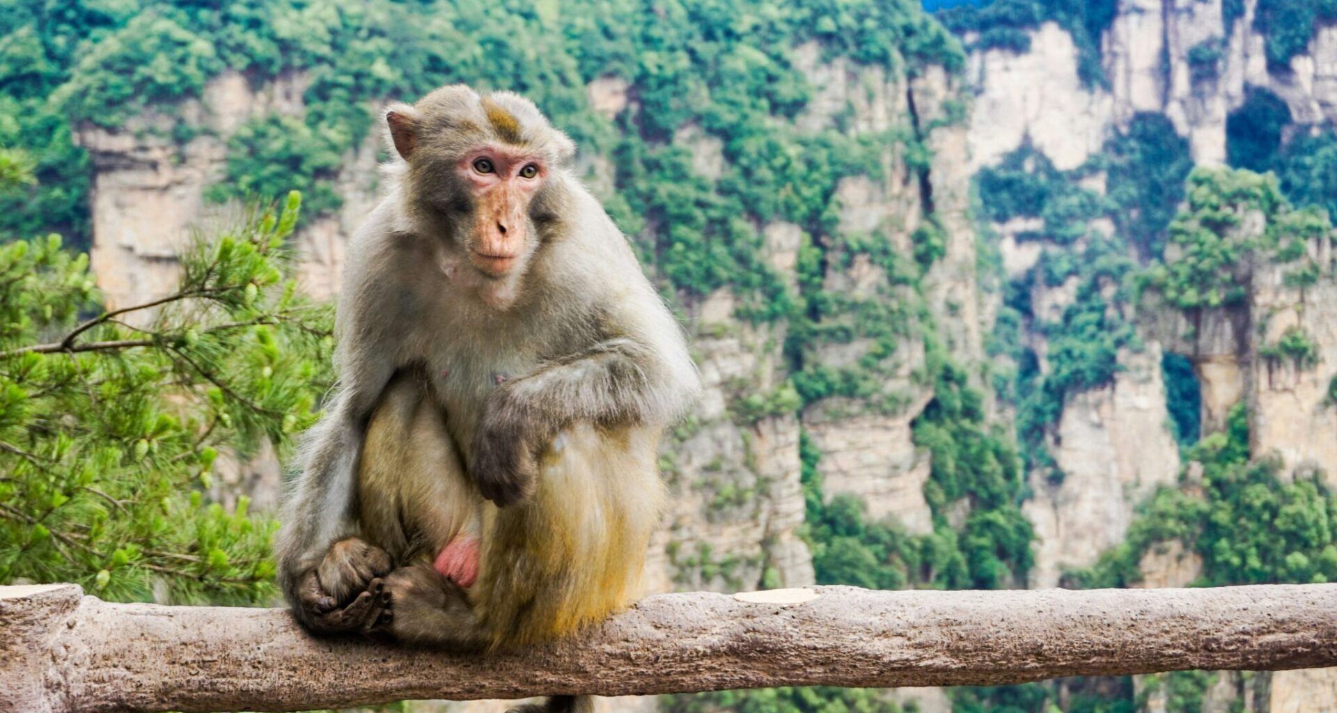 Ook apen kunnen meebewegen op muziek (als je ze traint)