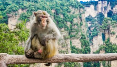 Ook apen kunnen meebewegen op muziek (als je ze traint)