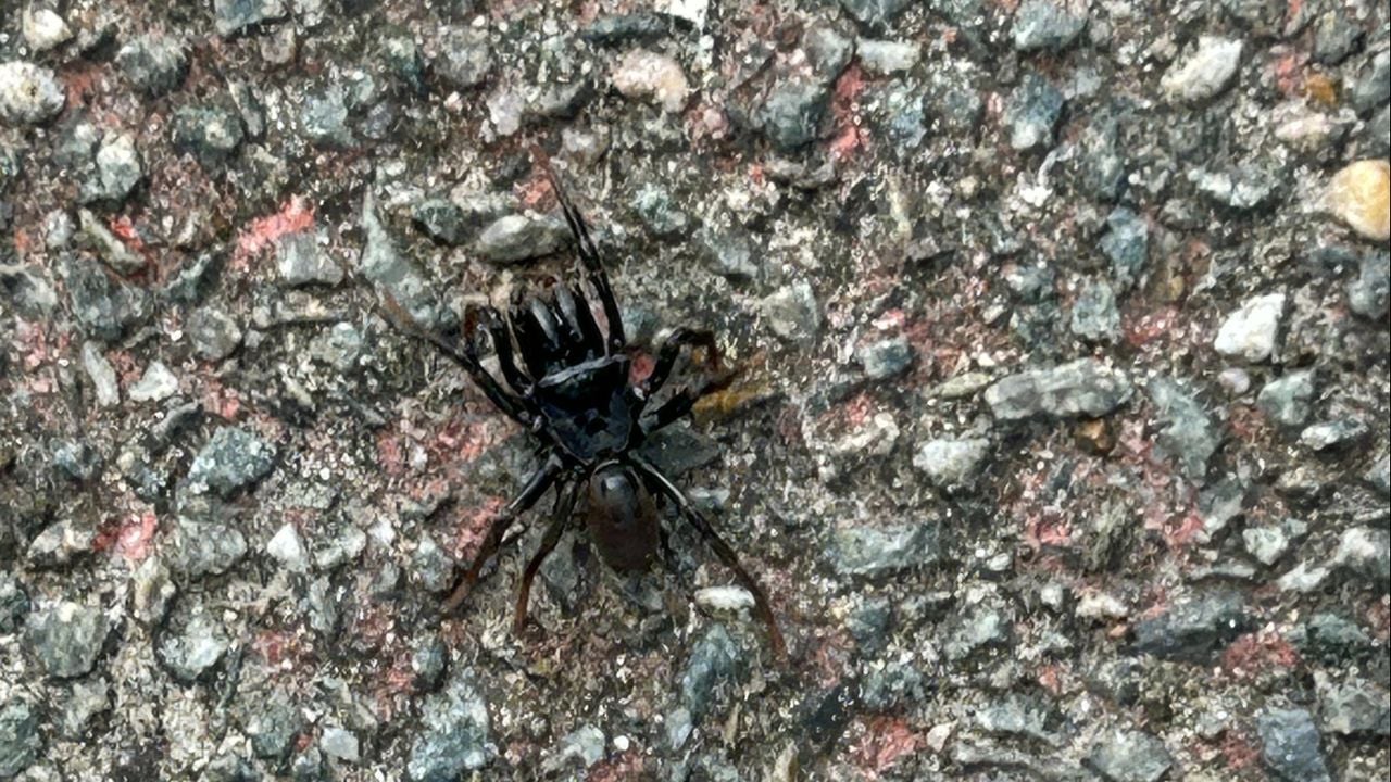 Een gewone mijnspin (foto: Rinus Notenboom).