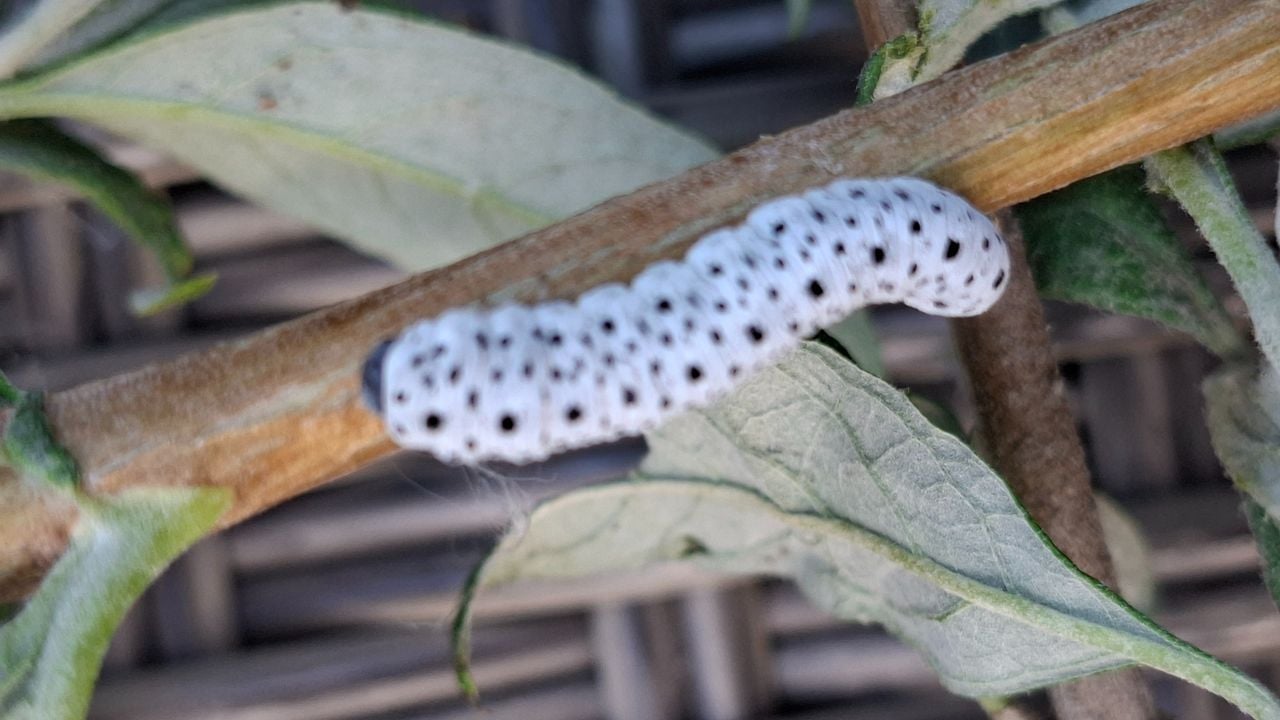 Een bastaarsrups helmkruidbladwesp (foto: Koos Verheijden).