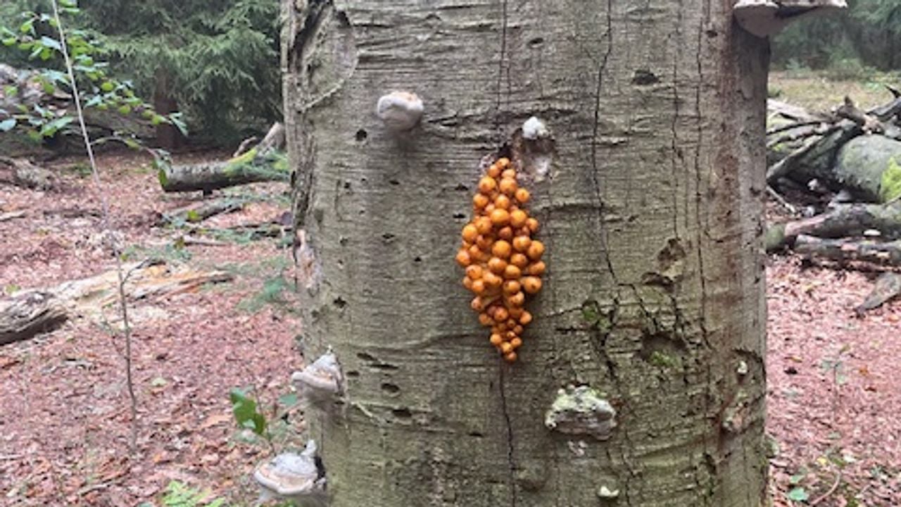 Hoeden goudvliesbundelzwam (foto: Sophia Gosling).