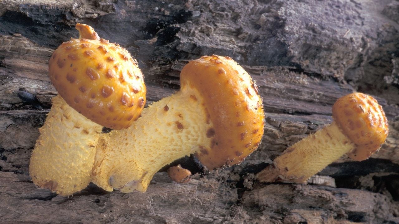 Hoeden van de goudvliesbundelzwam (foto: Saxifraga/Jan Nijendijk).