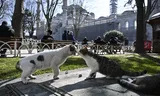 Naar schatting leven er zeker een paar honderdduizend katten in Istanbul.