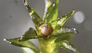 Dit aardmos overleefde negen maanden in de ruimte
