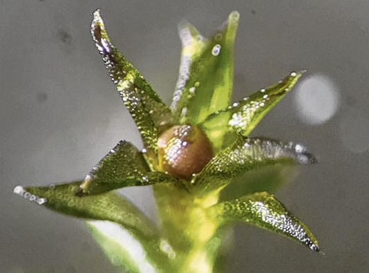 Dit aardmos overleefde negen maanden in de ruimte