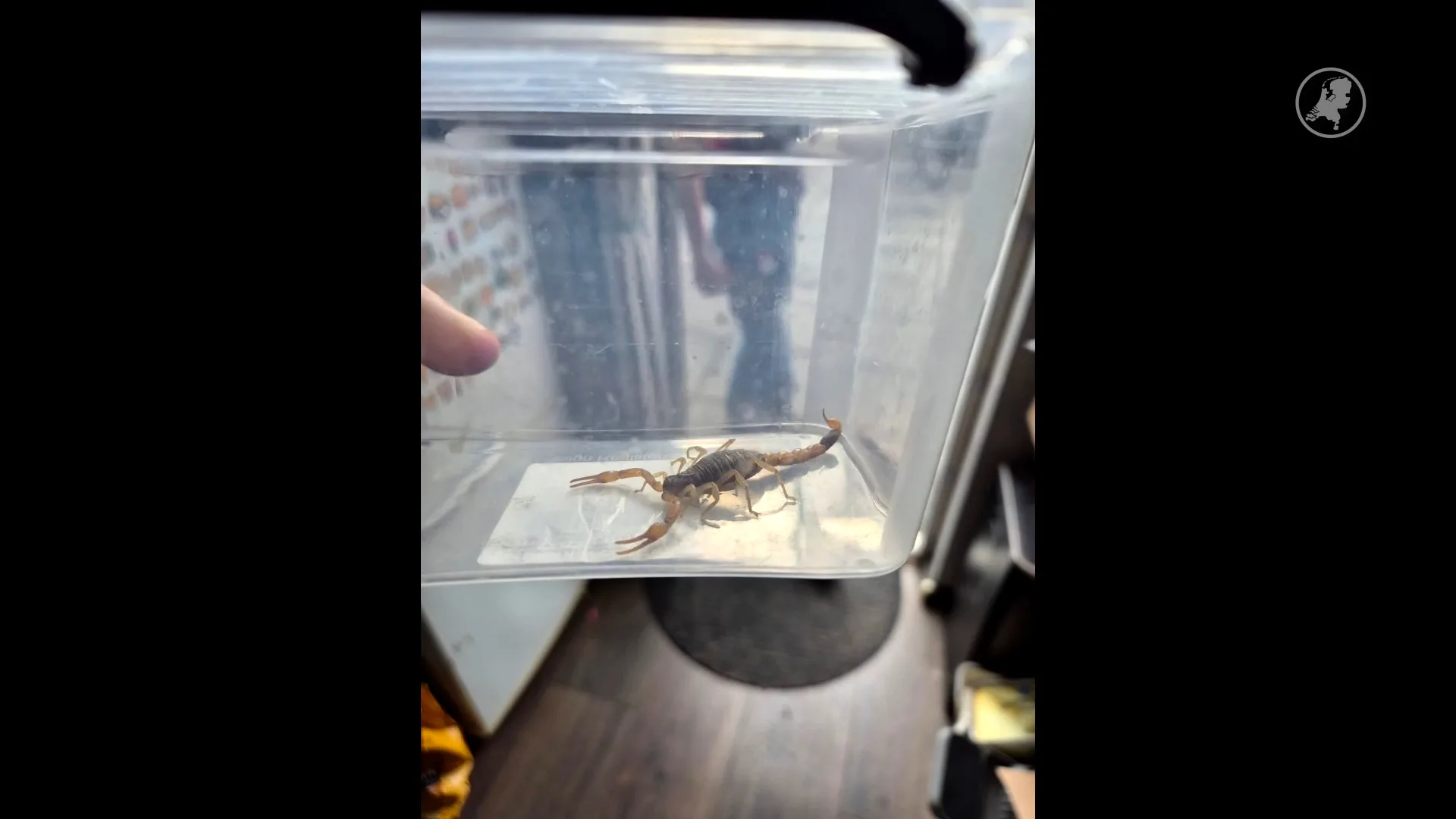 Dochter van Jacky opent pakketje uit China en vindt hoogzwangere schorpioen