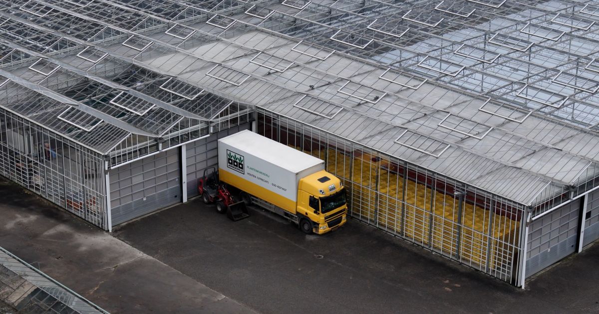 Medewerkers Jongerius in Houten in het duister na abrupt stoppen van hun kwekerij