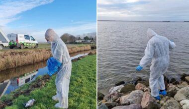 'Ze trillen en schudden met de kop', ook vogelgriep bij water- en roofvogels