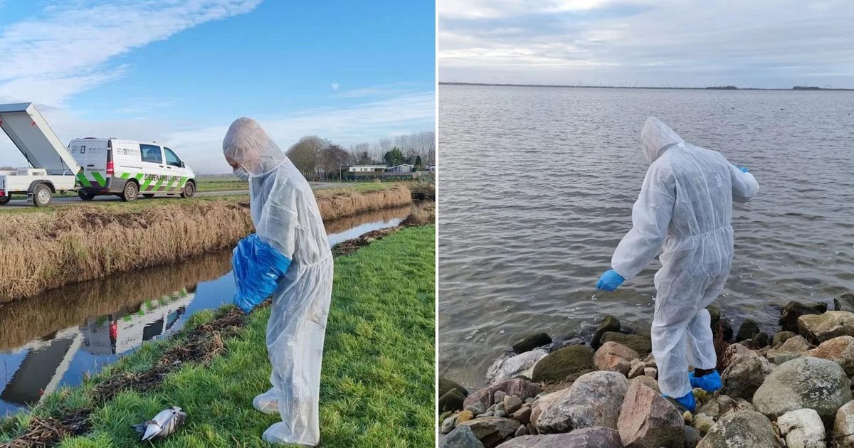 'Ze trillen en schudden met de kop', ook vogelgriep bij water- en roofvogels