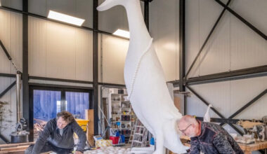 Depressieve eend houdt gemoederen in Zuid-Hollandse Voorhout bezig