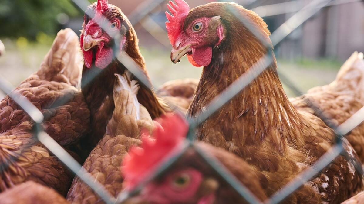 Beeld ter illustratie.