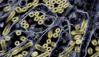 Amerikaanse man sterft aan uniek H5N5-vogelgriepvirus nooit eerder bij mensen vastgesteld