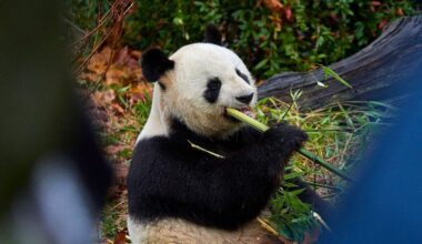 Huan Huan en haar partner Yuan Zi (hier afgebeeld) kwamen in 2012 naar Frankrijk als onderdeel van China’s „pandadiplomatie”.