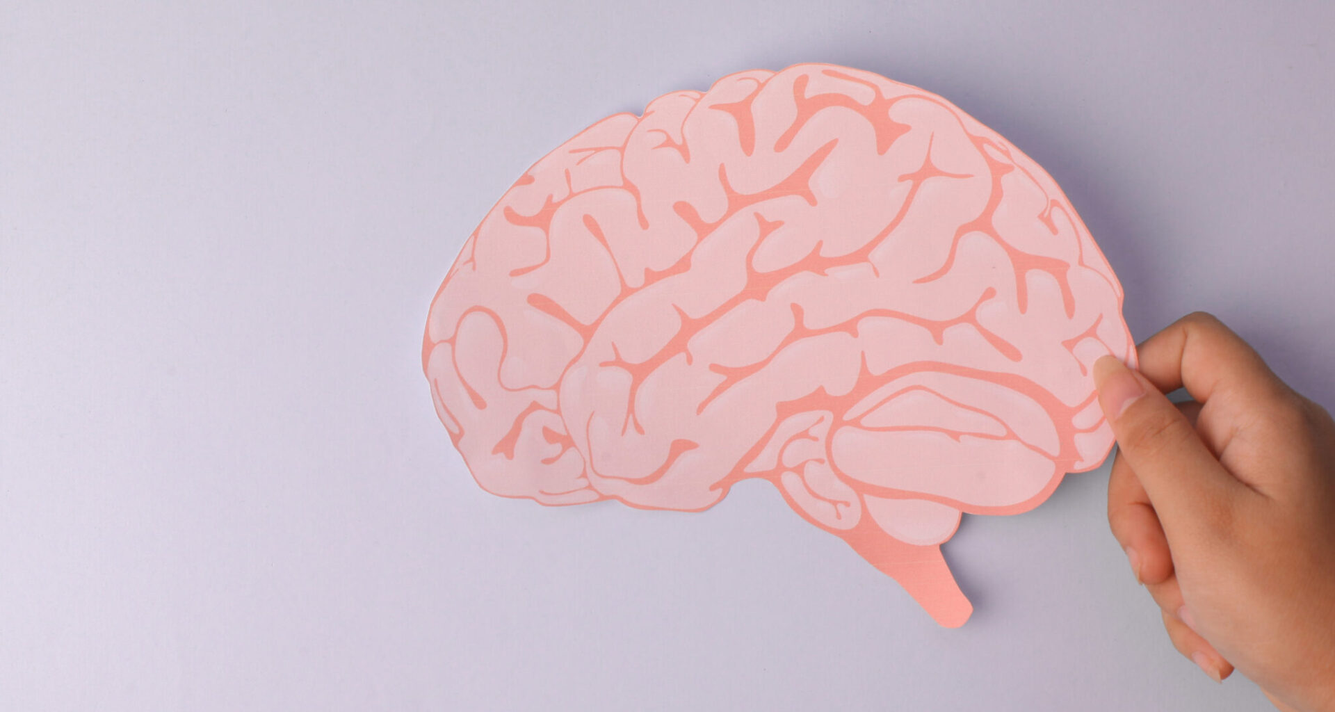 Mini-hersenen onthullen dat zelfs het allereerste klompje hersencellen al weet wat het doet