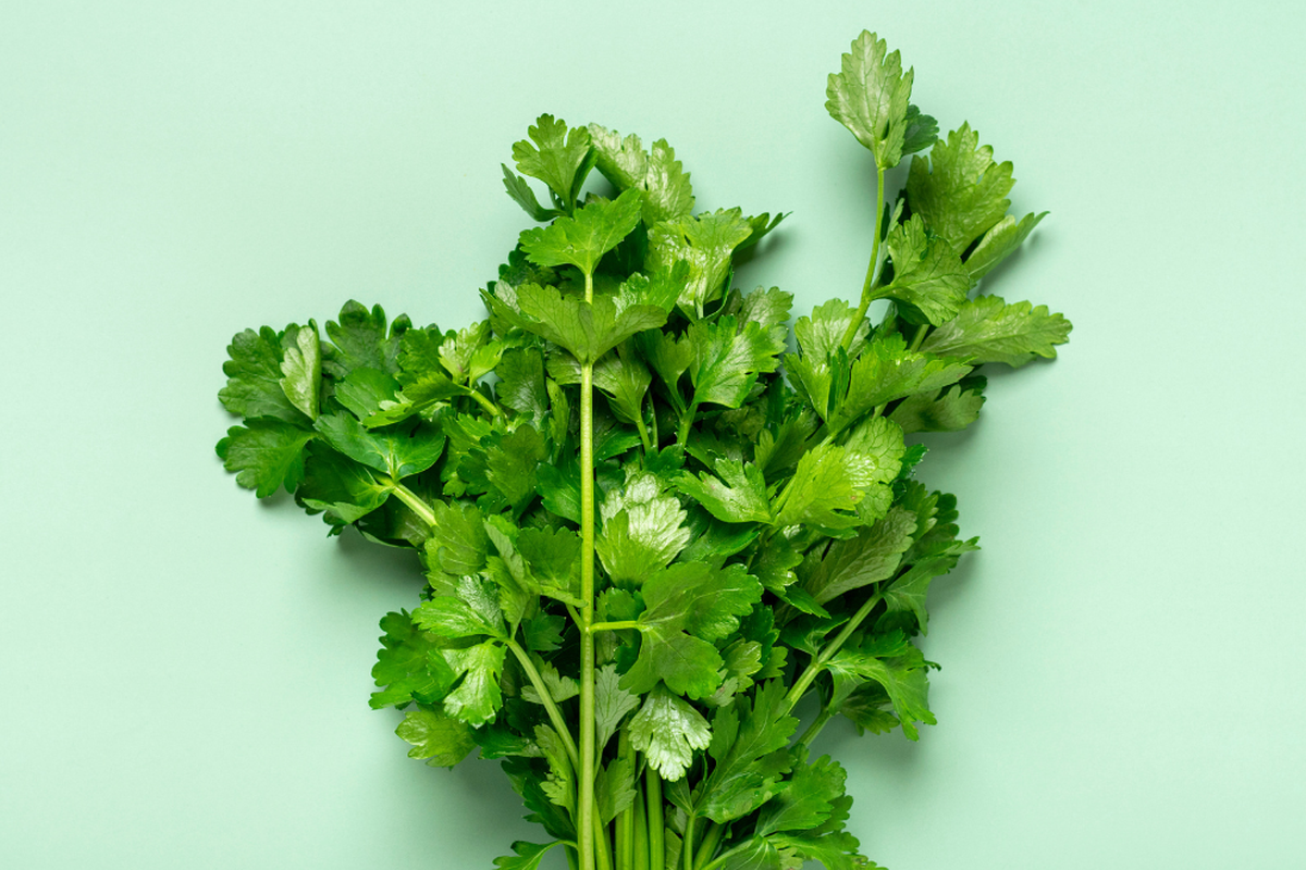De wetenschap verklaart: waarom koriander voor de één fris smaakt en voor de ander naar zeep