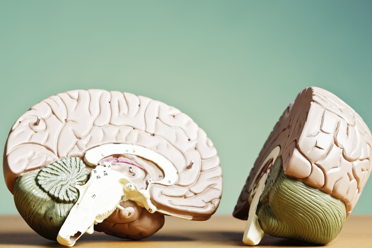 Nieuw onderzoek: je brein heeft een leeftijd – en die zegt meer over je gezondheid dan je denkt