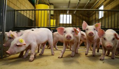 Foto van Willy Wolfkamp