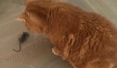 Koud weer dus lekker knus in je huis, maar dat vinden muizen ook