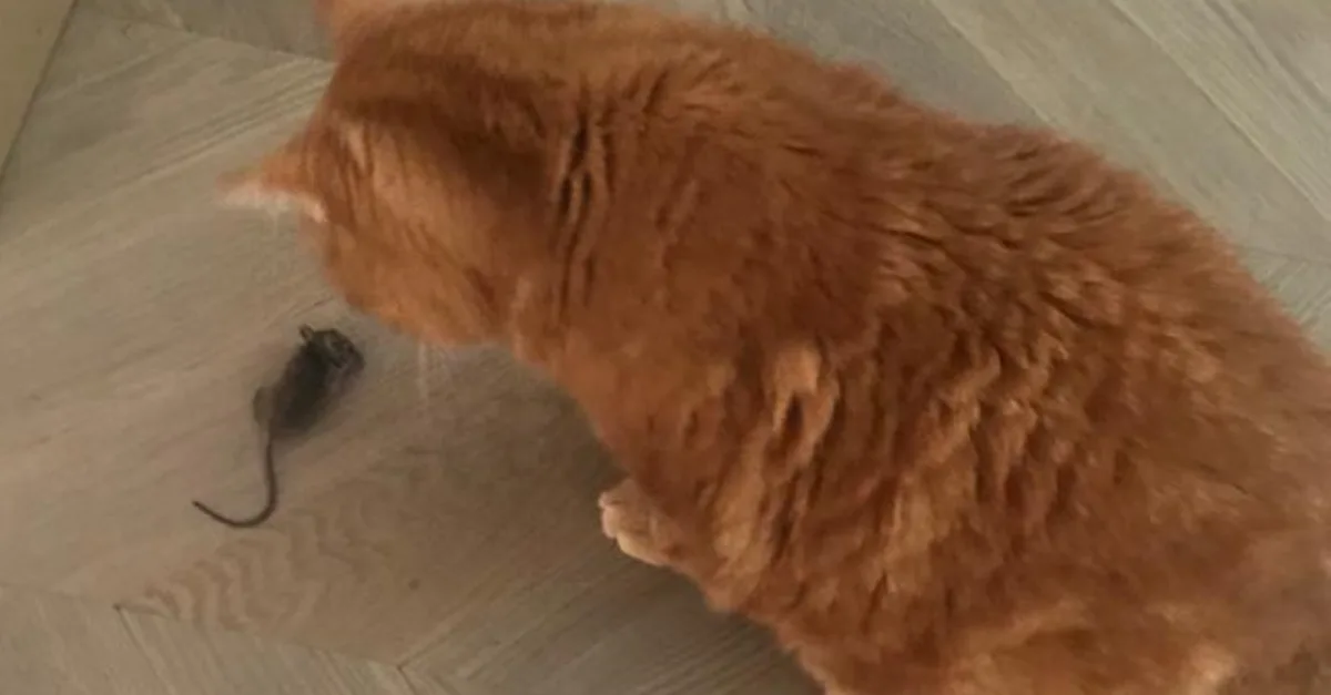 Koud weer dus lekker knus in je huis, maar dat vinden muizen ook